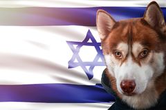 patriottische-hond-trots-voor-de-vlag-van-israël-portret-siberische-schor-sweatshirt-stralen-heldere-zon-122772217